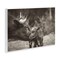 Stupell Industries Longhorn Kiss Photography Wall Plaque Art Design by Nathan Larson